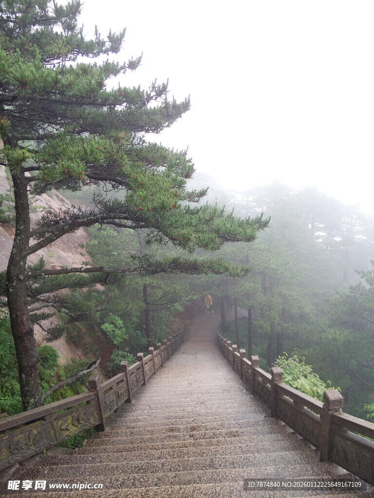 雾中栈道旁的苍松