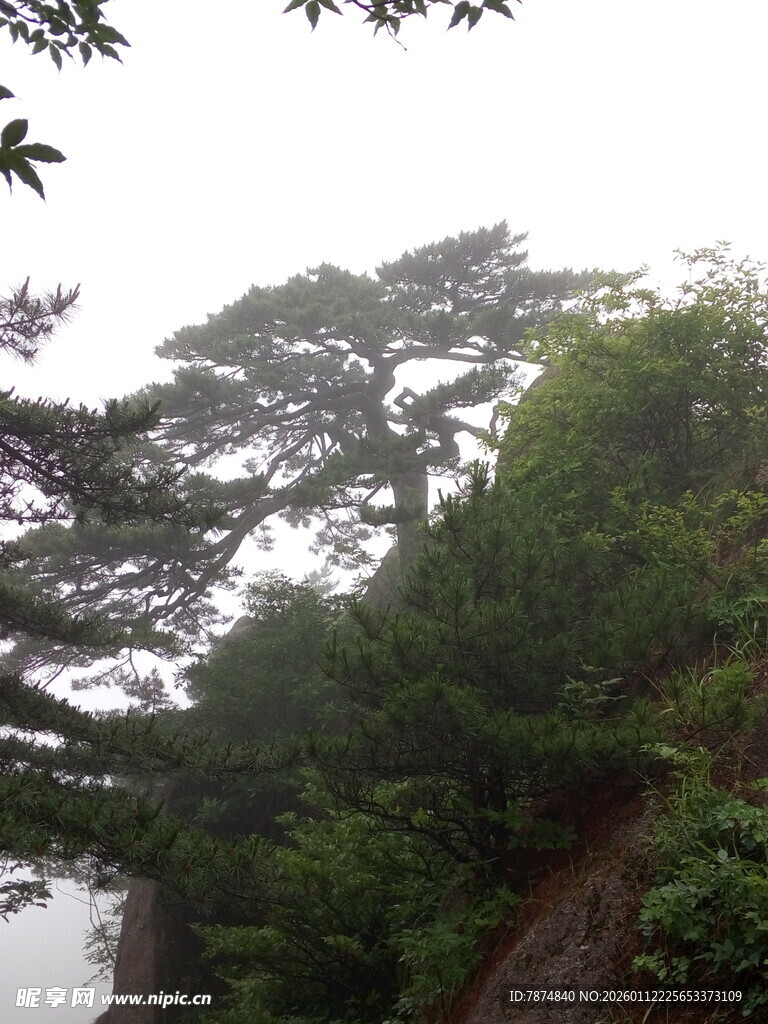 山林云雾间的葱郁景致