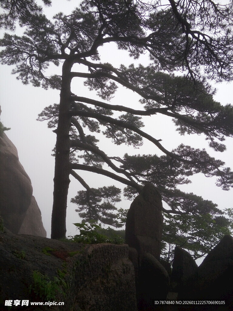 黄山奇峰上的挺拔松树