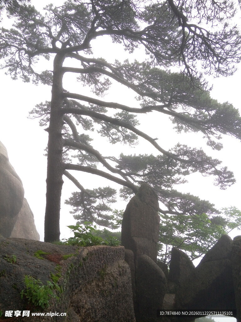 黄山奇松屹立云雾间