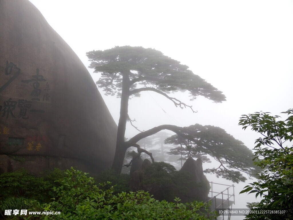 雾中孤松倚石景