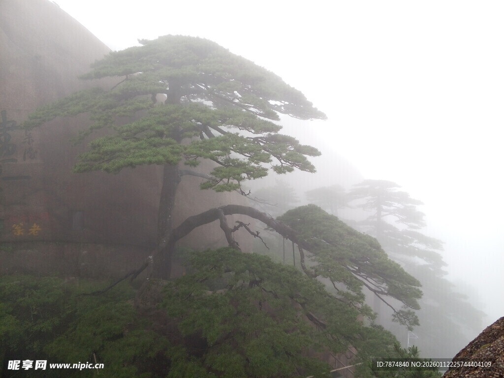 云雾中的黄山奇松