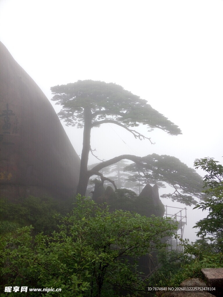 雾中黄山奇松景观