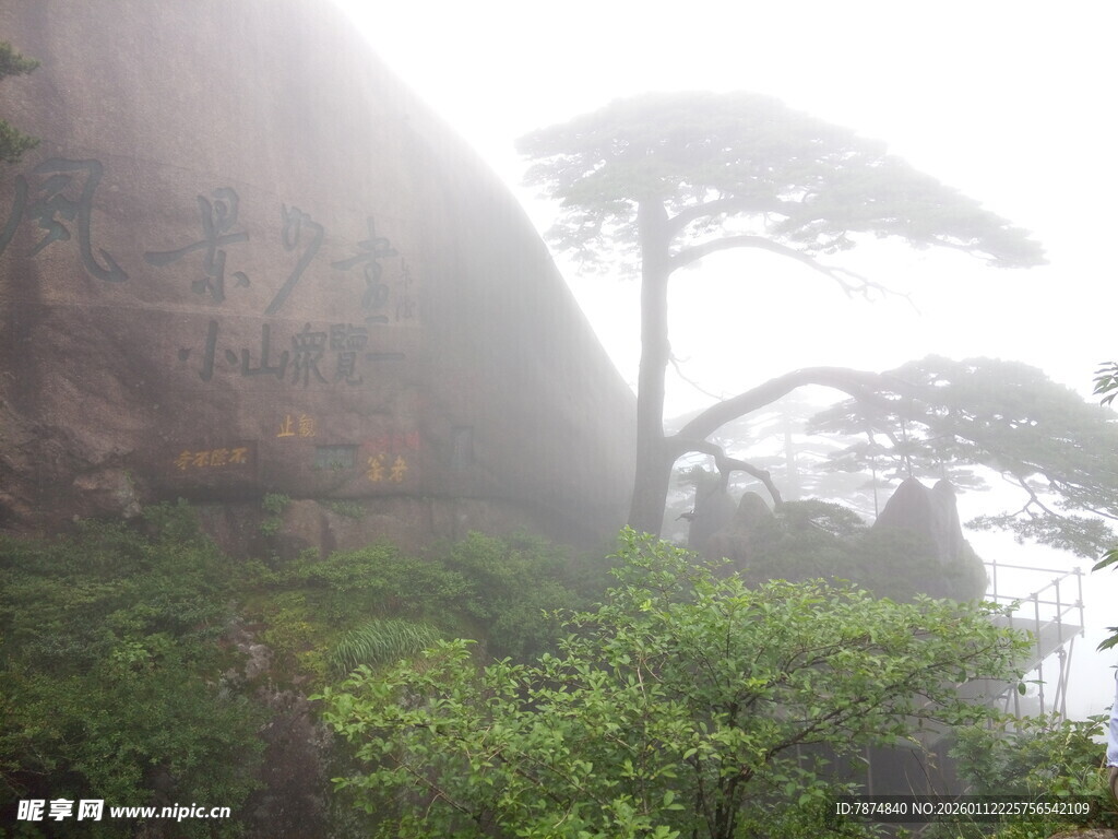 云雾中的孤松与山石景观