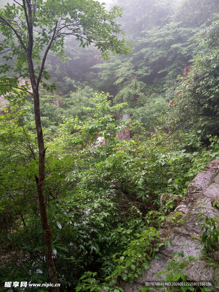 山林间的雾霭绿意景致