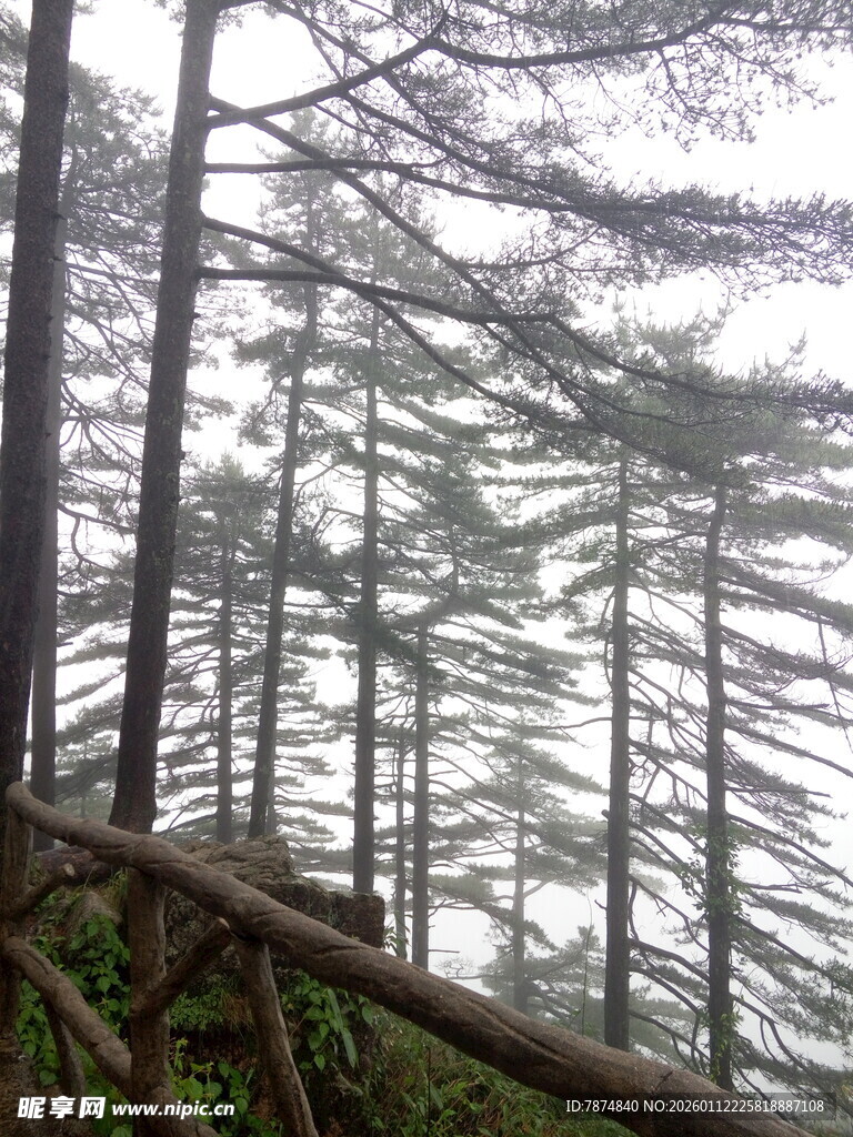 山林间挺拔的树木景观