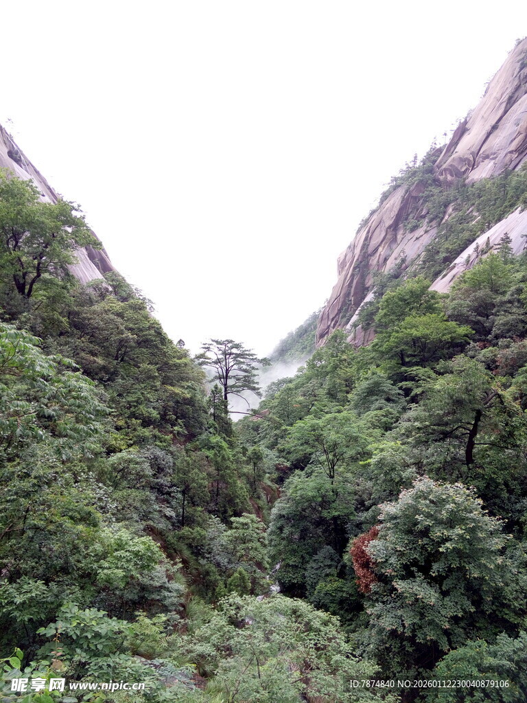 山间葱郁植被景观