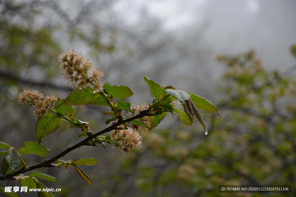 雨中绽放的清新花枝