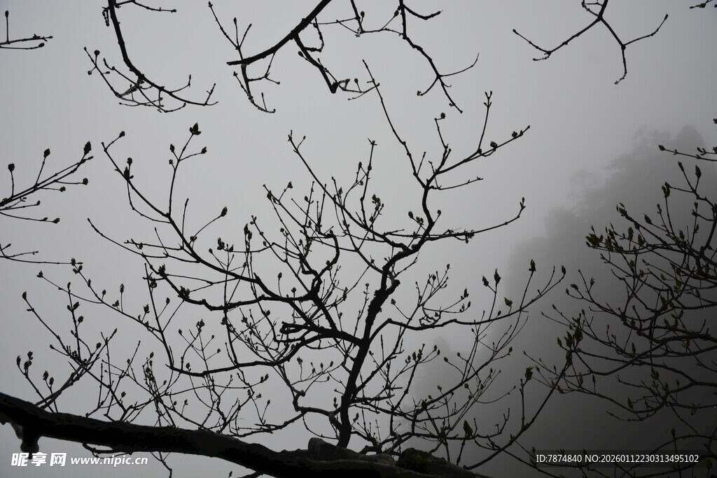 冬日枯树枝干景象