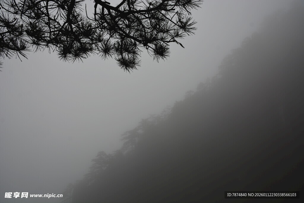 雾中山林树梢景致
