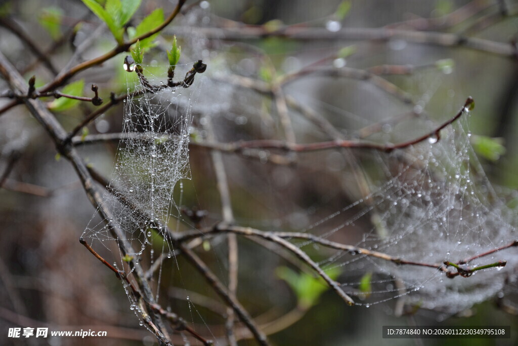 树枝上的白色蛛网