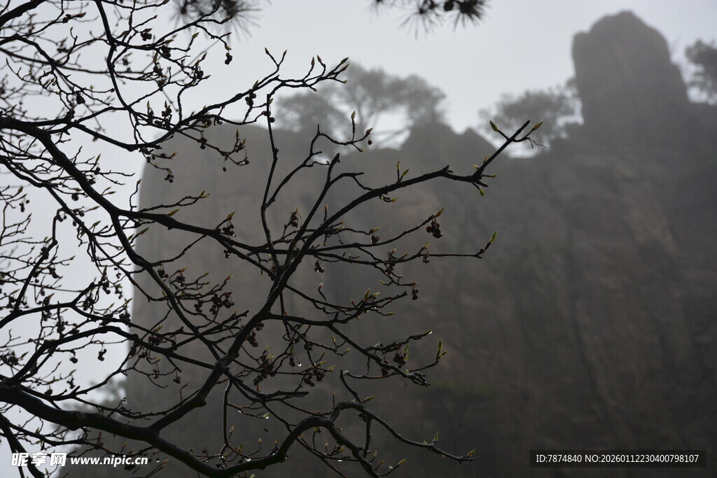 雾中峻峭山峰与稀疏树枝