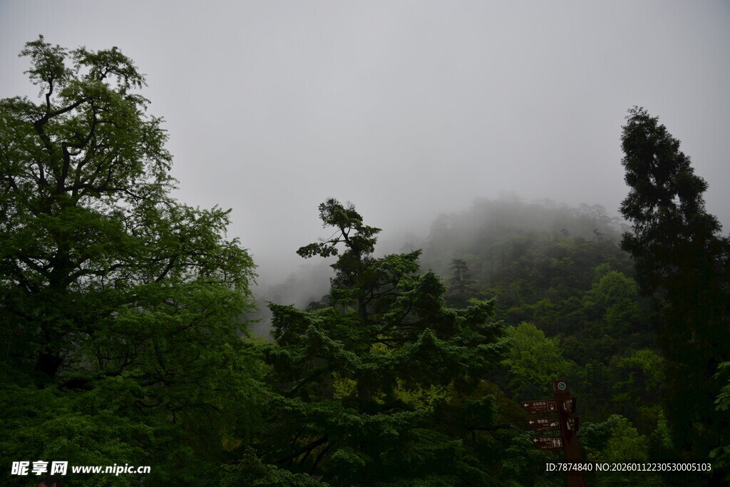 云雾缭绕的森林景致