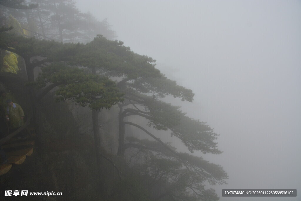 雾中黄山松景