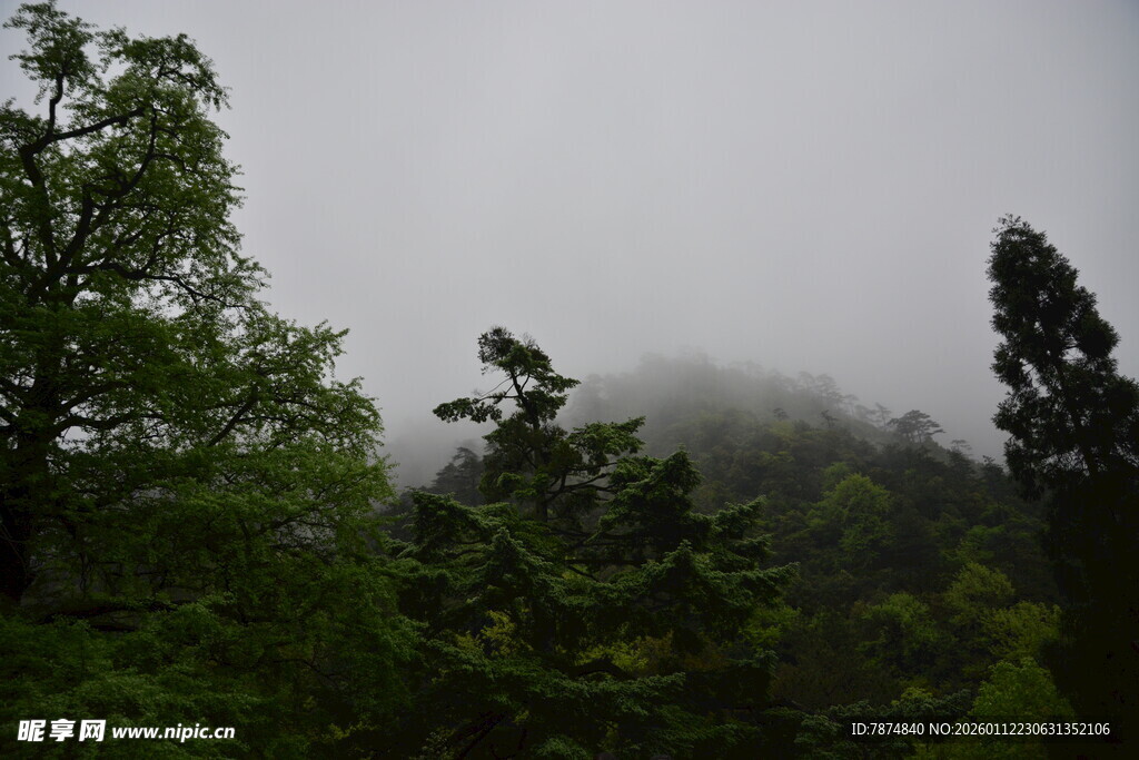 云雾缭绕的山林美景