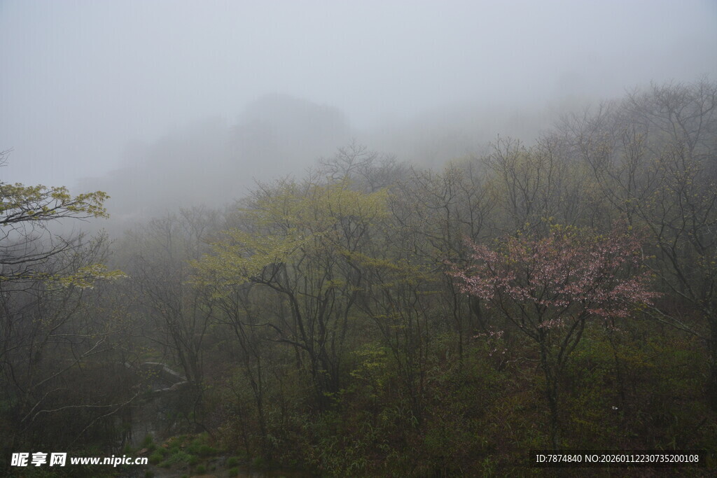 雾中山林景色