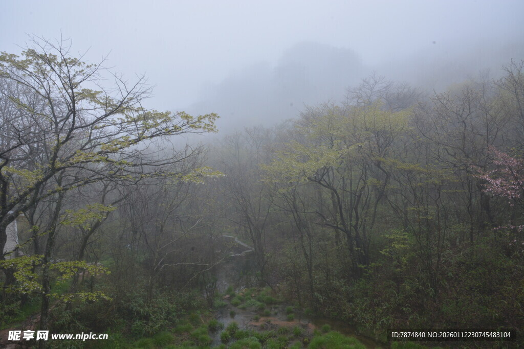 雾中山林景色