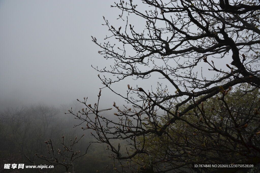 雾中枯树景