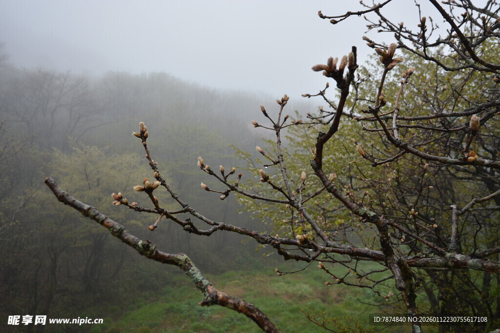 雾中朦胧树枝景
