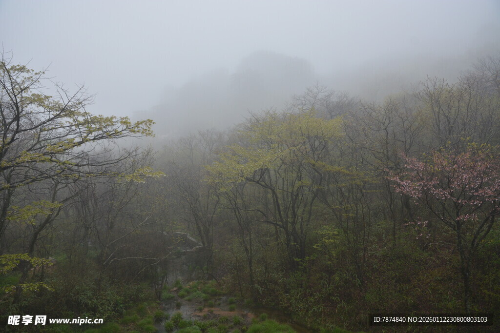 山间迷雾中的葱郁树林