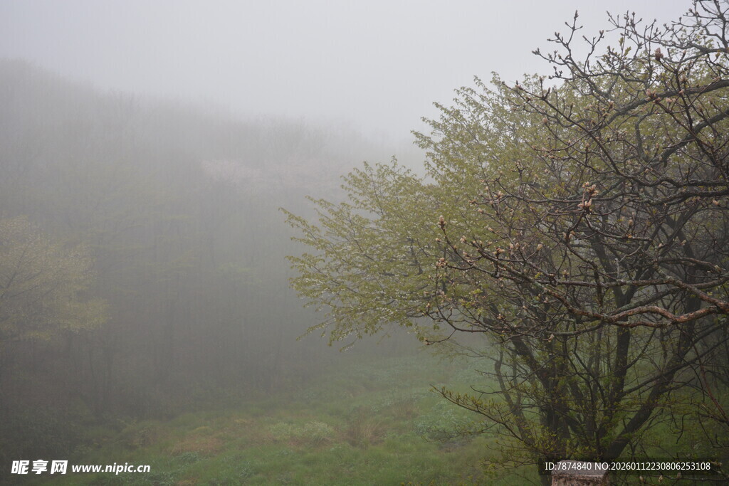 雾中葱郁树木景观