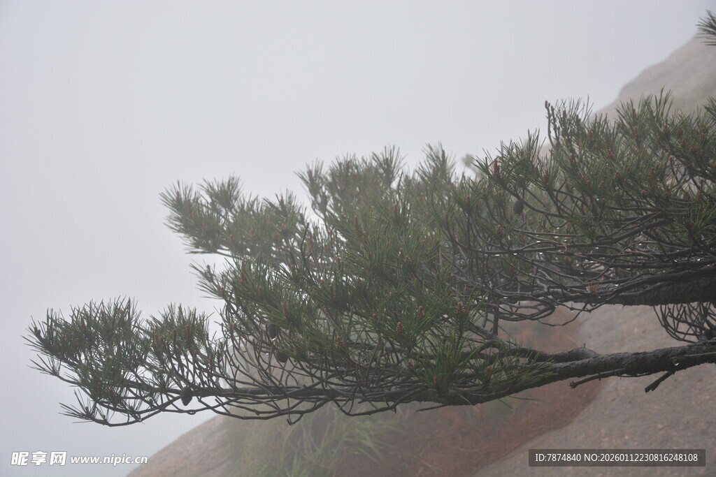 雨中松树