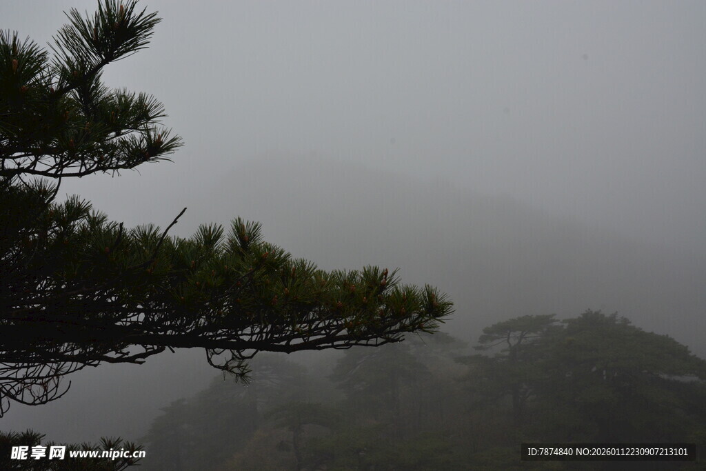 雾中松景 山林朦胧意境
