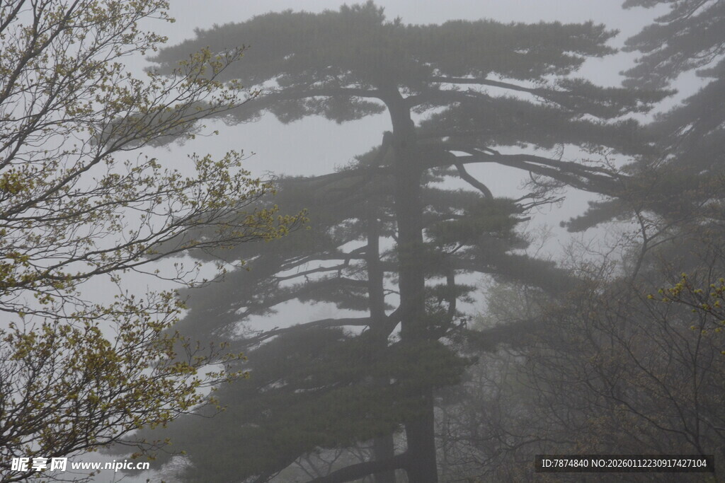 雾中苍松 尽显山林静谧