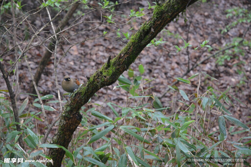 长满青苔的林间树枝