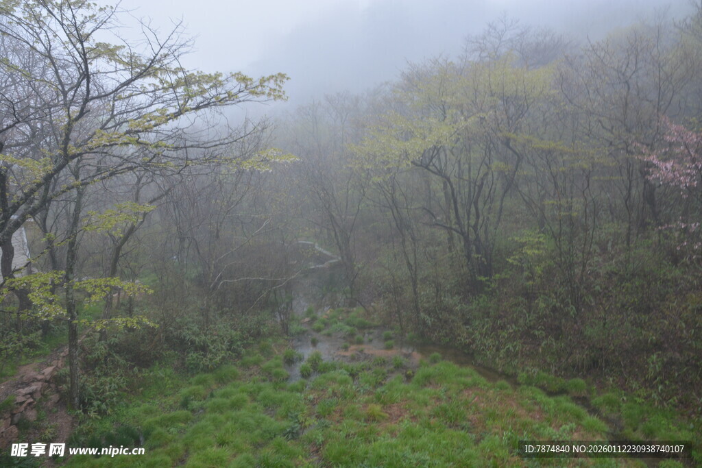 雾中山林景色