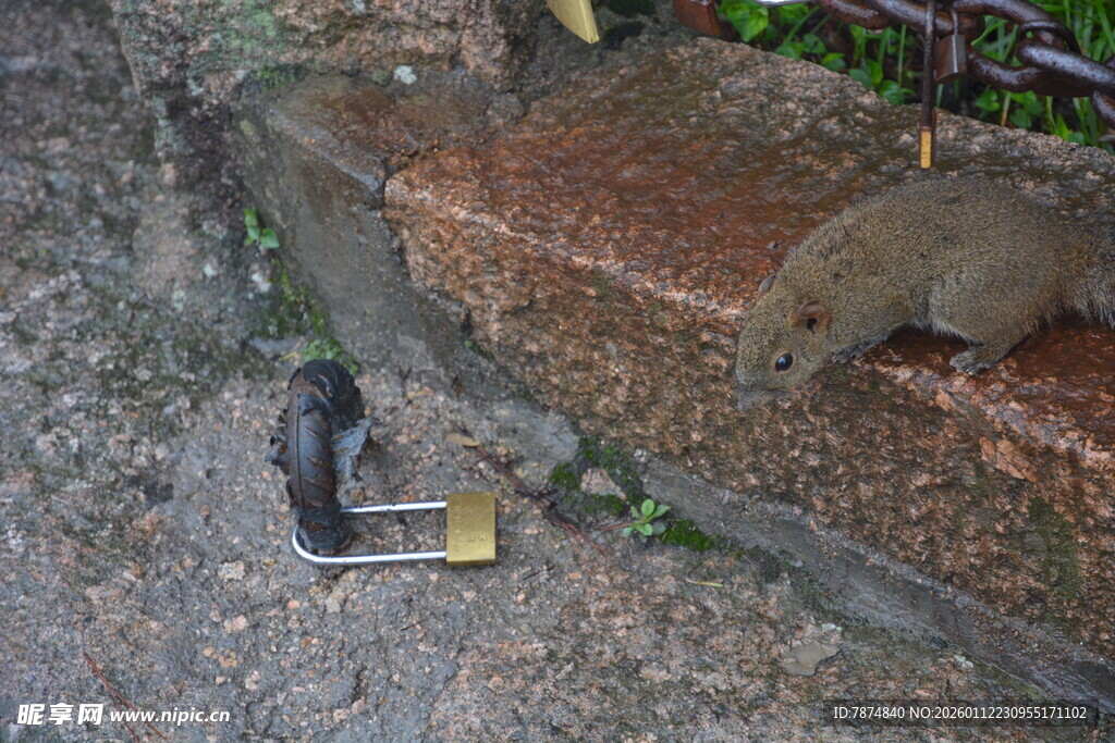 路边的果子狸与工具