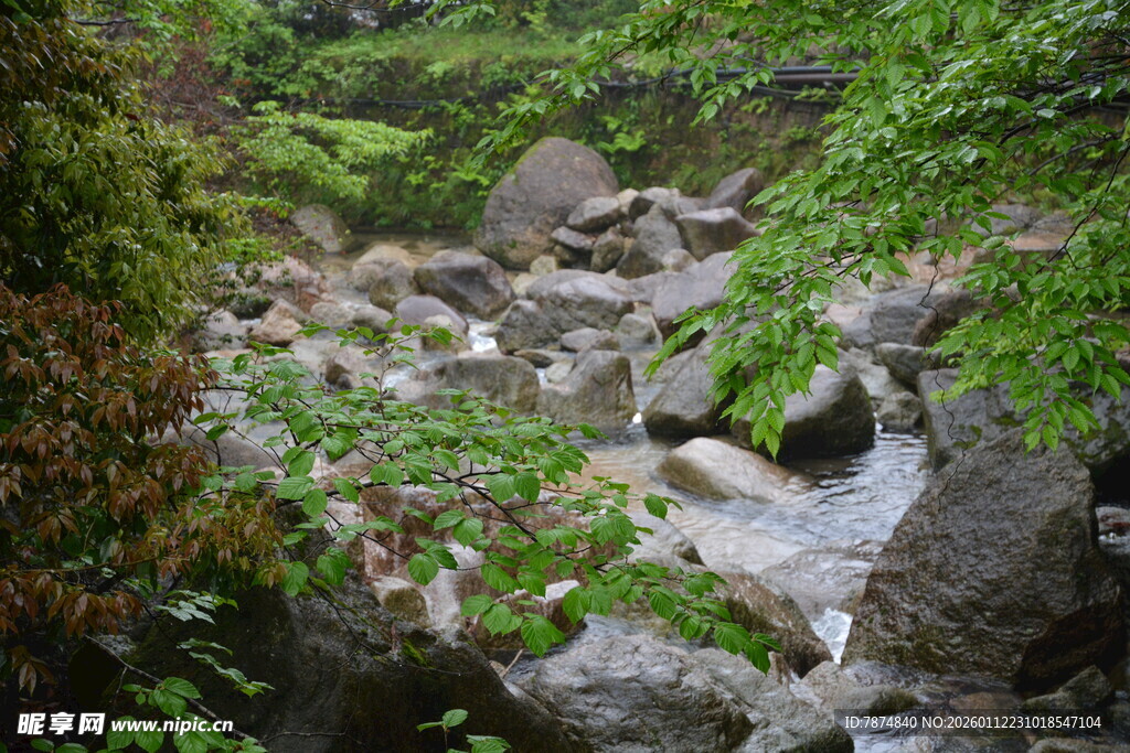 山间溪流与繁茂植被景观