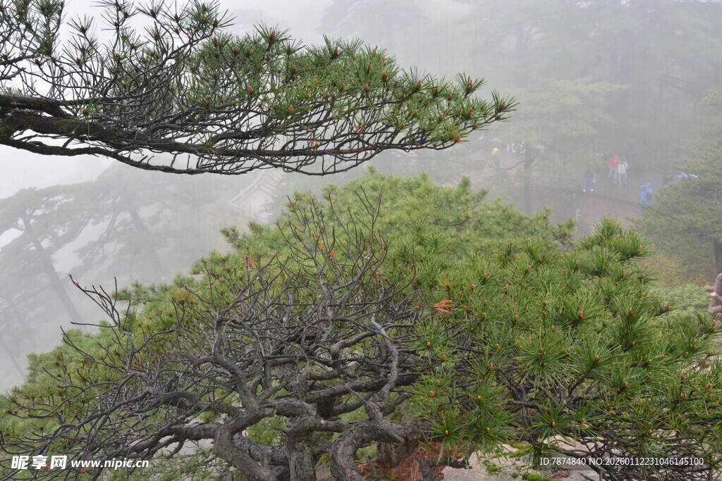 雾中苍松展遒劲风姿