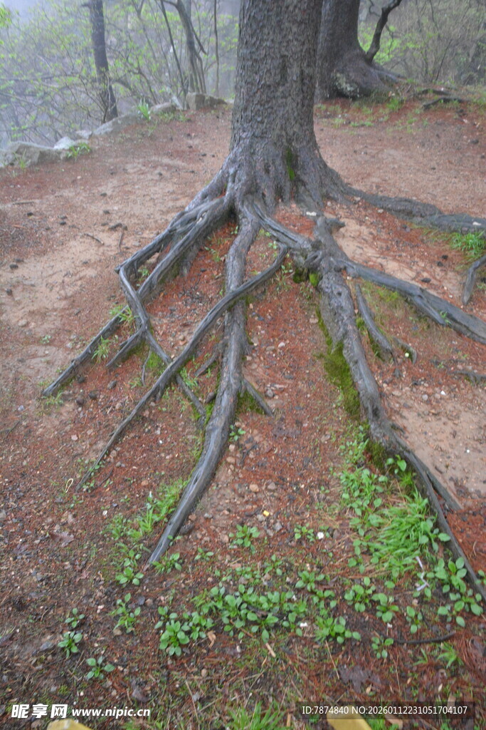 大树盘根错节的壮观根系