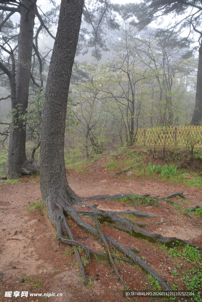 雾中森林树根景观