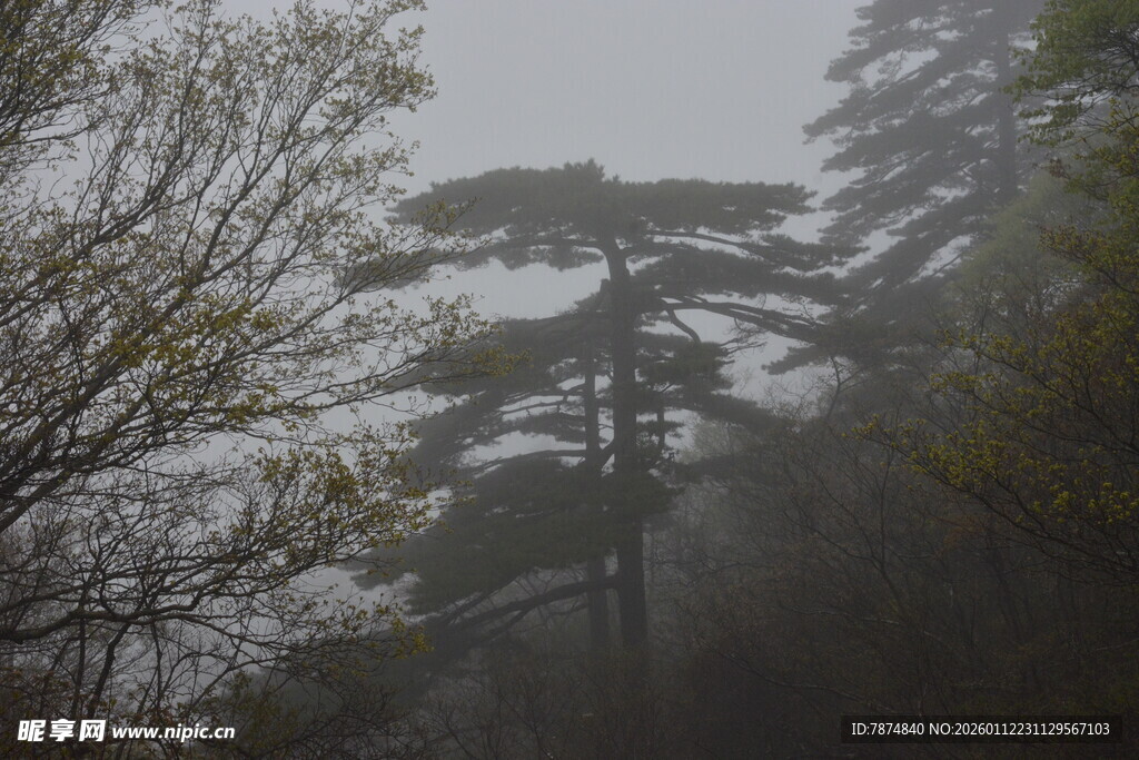 雾中松林 静谧自然之景