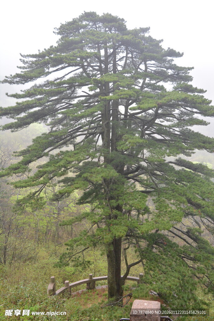 山间挺拔松树景观