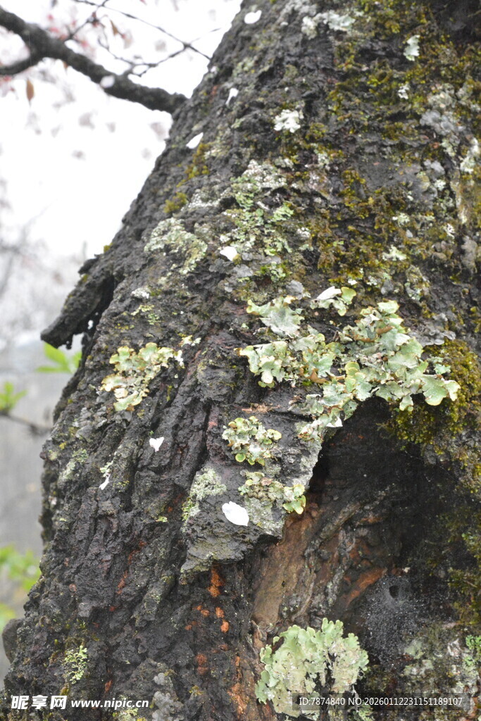 树皮上的斑驳苔藓景观