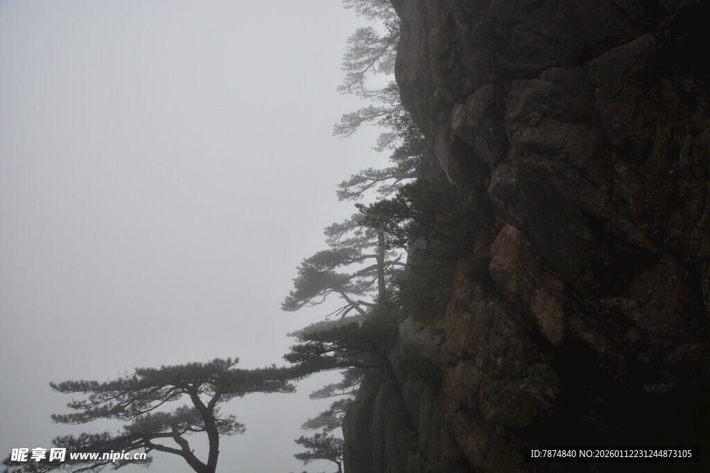 雾中峭壁上的孤松