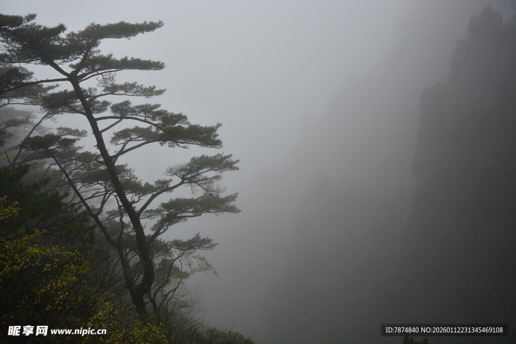 雾中峻岭旁的挺拔树木