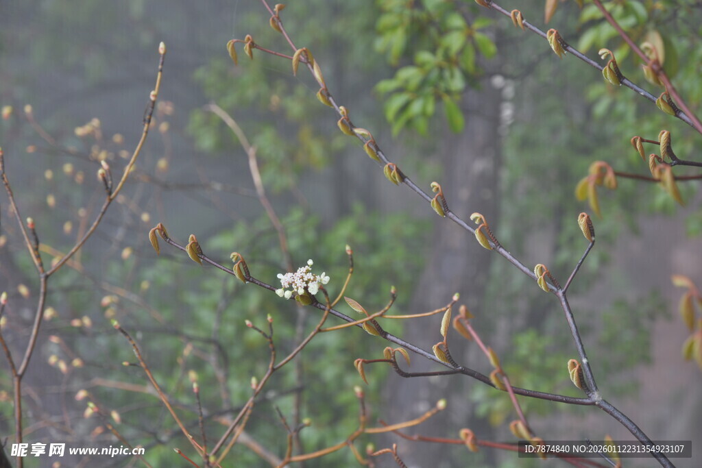 枝头嫩叶与白花的景致