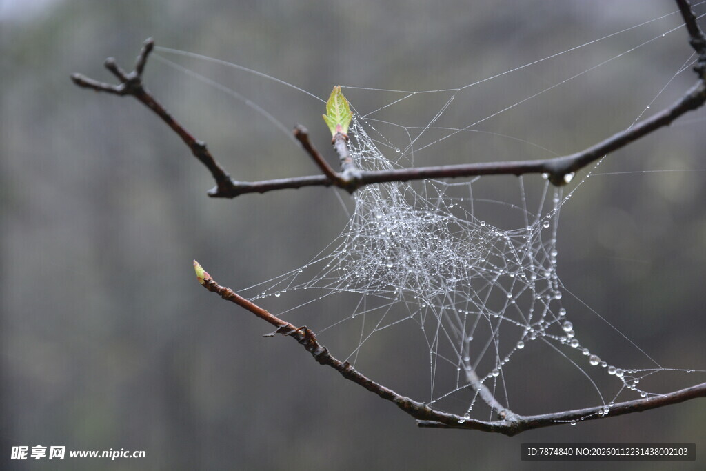 树枝上的蛛网与嫩绿新芽