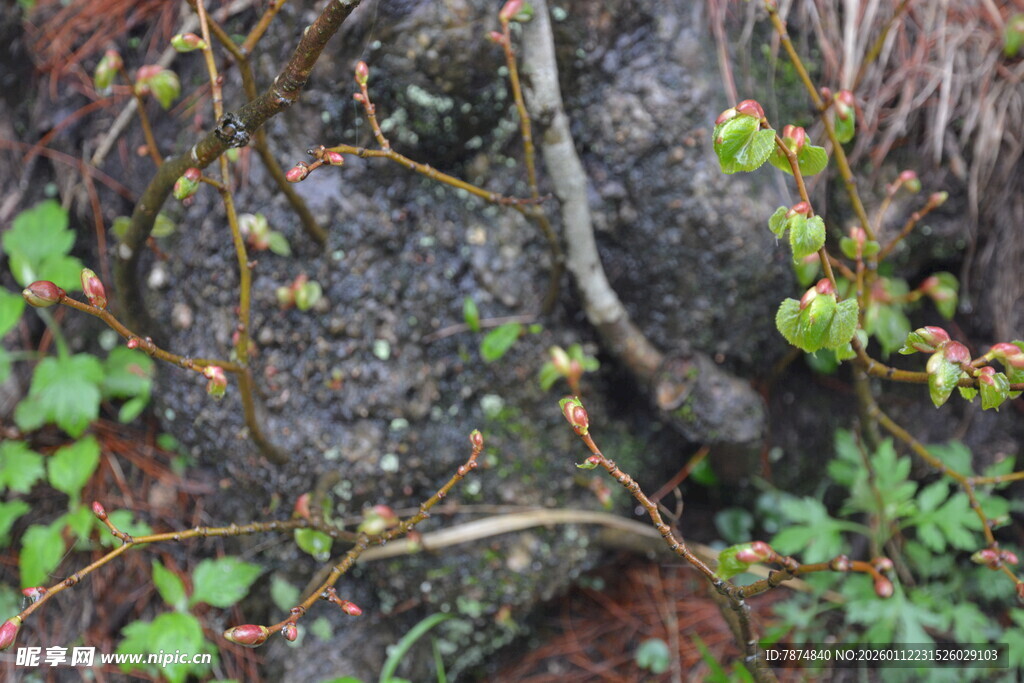 岩石旁的绿植与藤蔓