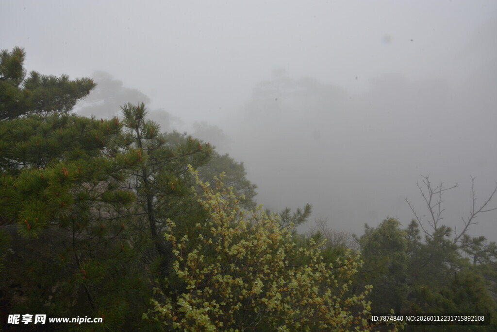 山林雾景 绿意朦胧