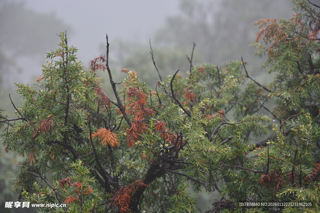 雾中枝叶 红果点缀