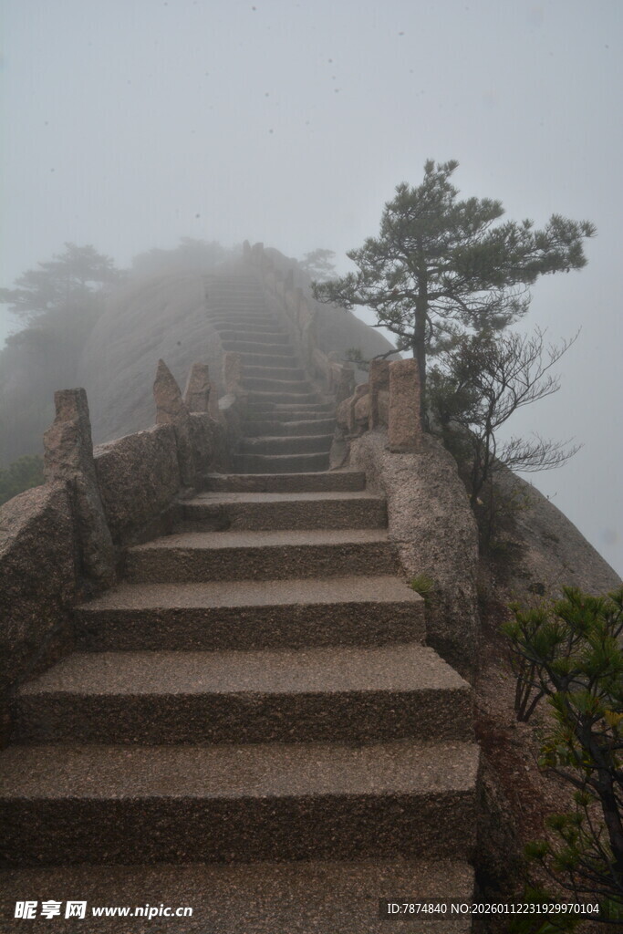 雾中石阶旁的孤松