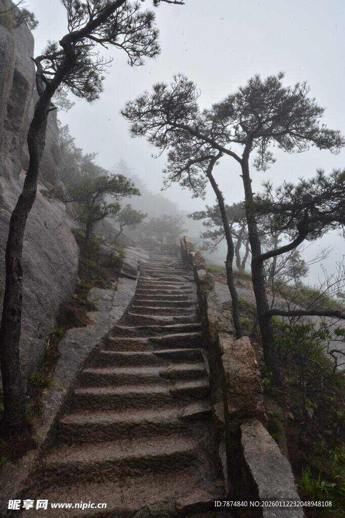 雾中石阶旁的苍松