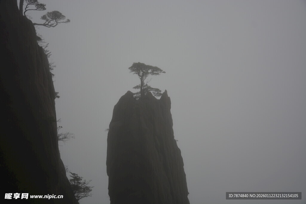 云雾中孤峰上的挺拔松树