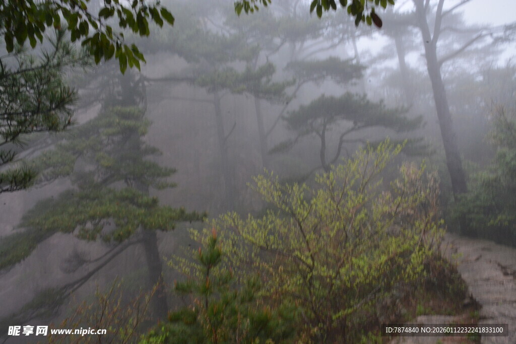 山间雾景 绿意朦胧
