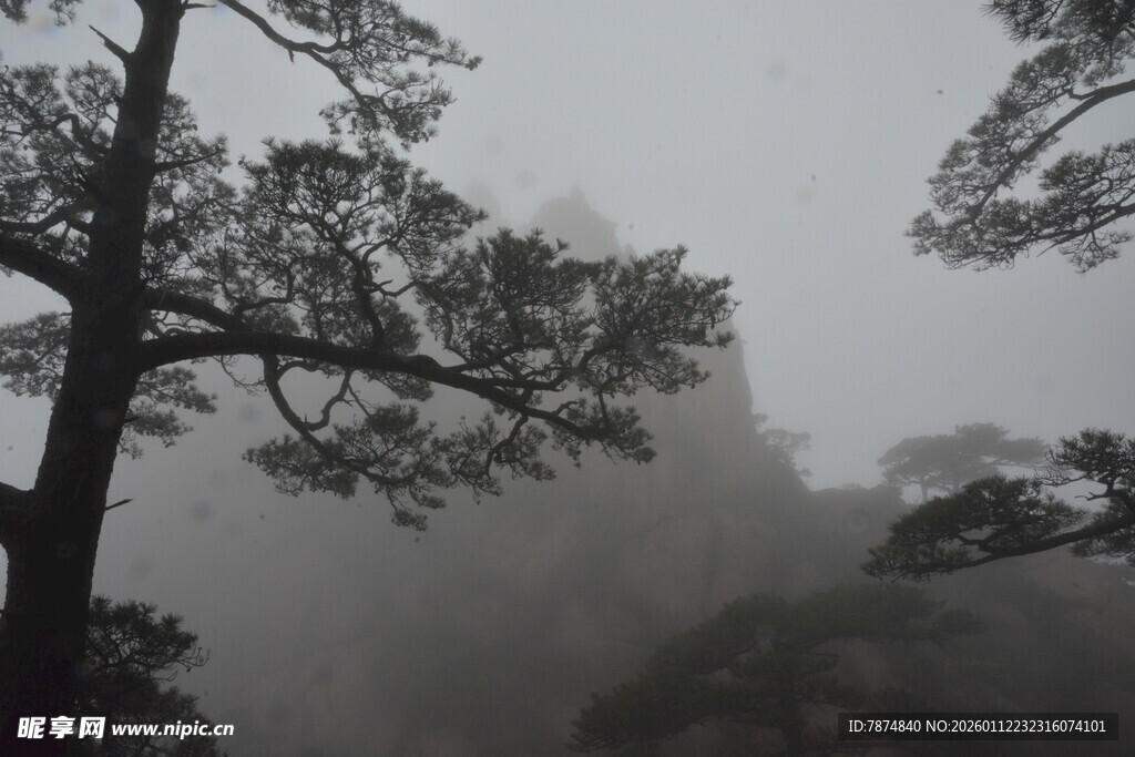 雾中孤松 山景朦胧意境美